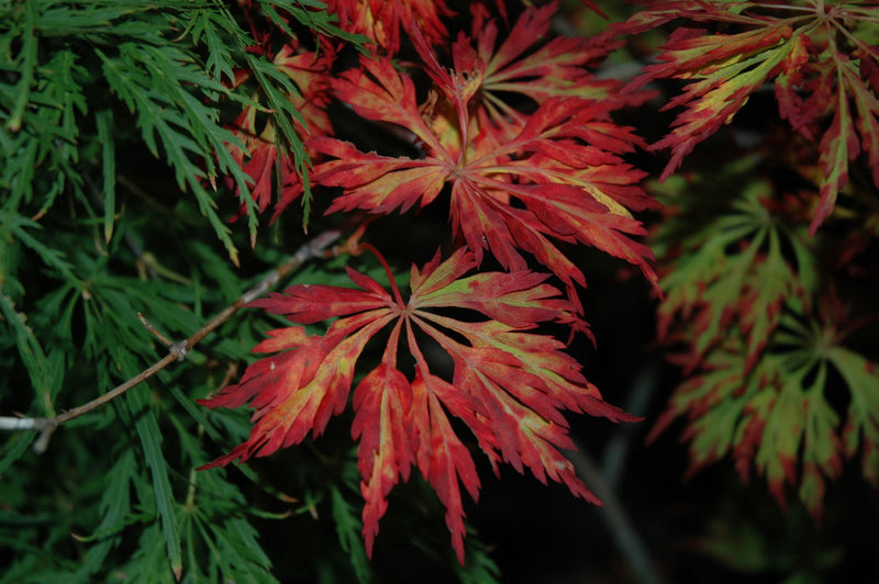 - FOR PICKUP ONLY | Acer japonicum 'Oregon Fern' Full Moon Japanese Maple | DOES NOT SHIP - Mr Maple │ Buy Japanese Maple Trees