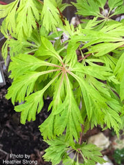 - FOR PICKUP ONLY | Acer japonicum 'Oregon Fern' Full Moon Japanese Maple | DOES NOT SHIP - Mr Maple │ Buy Japanese Maple Trees