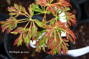 - FOR PICKUP ONLY | Acer japonicum 'Oregon Fern' Full Moon Japanese Maple | DOES NOT SHIP - Mr Maple │ Buy Japanese Maple Trees