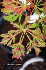 - FOR PICKUP ONLY | Acer japonicum 'Oregon Fern' Full Moon Japanese Maple | DOES NOT SHIP - Mr Maple │ Buy Japanese Maple Trees