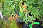 - FOR PICKUP ONLY | Acer japonicum 'Oregon Fern' Full Moon Japanese Maple | DOES NOT SHIP - Mr Maple │ Buy Japanese Maple Trees