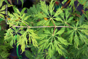 - FOR PICKUP ONLY | Acer japonicum 'Oregon Fern' Full Moon Japanese Maple | DOES NOT SHIP - Mr Maple │ Buy Japanese Maple Trees