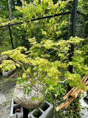 - FOR PICKUP ONLY | Acer japonicum 'Oregon Fern' Full Moon Japanese Maple | DOES NOT SHIP - Mr Maple │ Buy Japanese Maple Trees