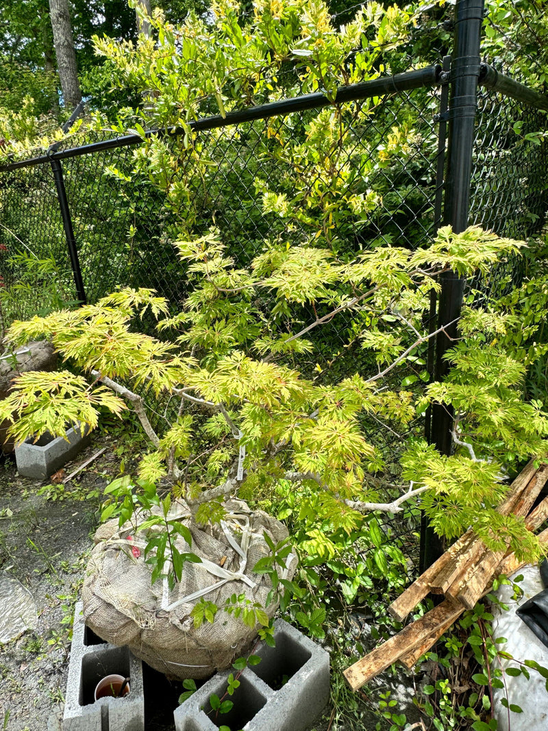 - FOR PICKUP ONLY | Acer japonicum 'Oregon Fern' Full Moon Japanese Maple | DOES NOT SHIP - Mr Maple │ Buy Japanese Maple Trees