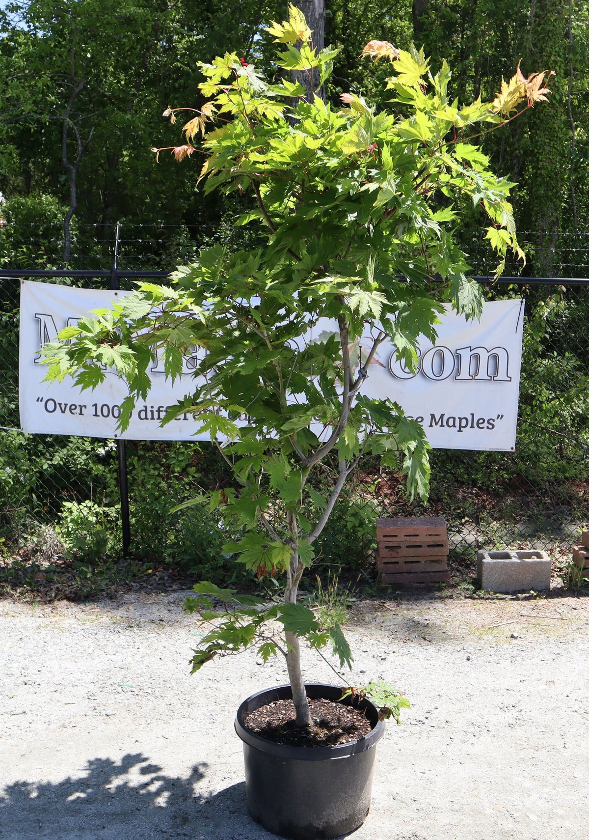 Buy Acer japonicum 'Otaki' Full Moon Japanese Maple — Mr Maple │ Buy