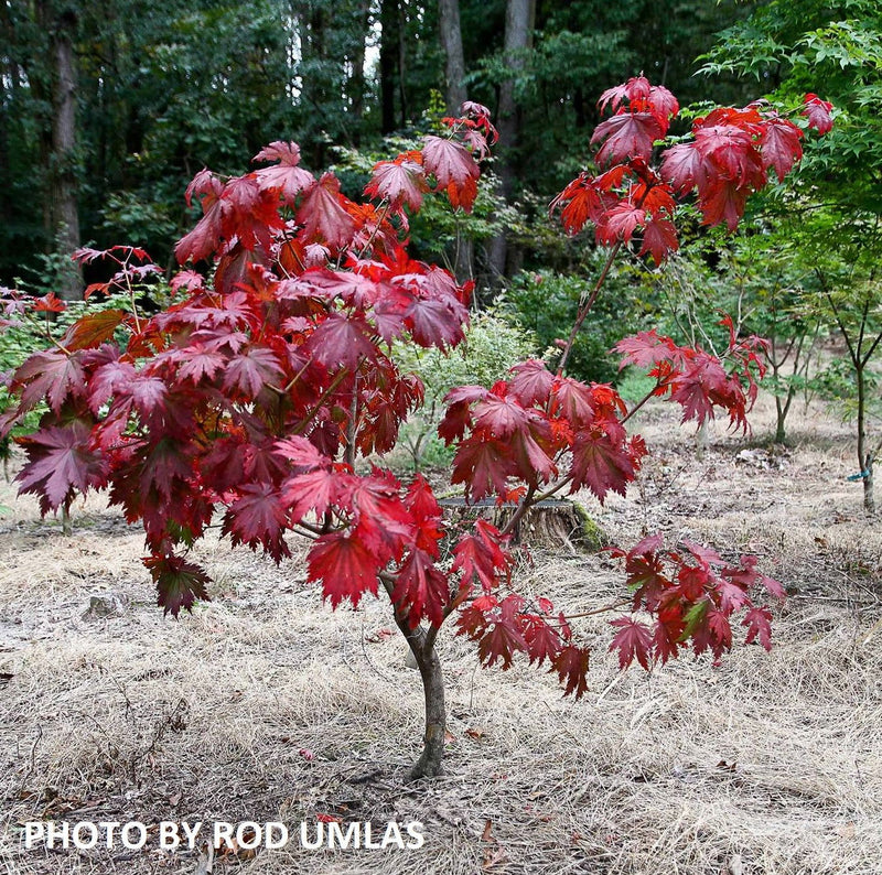 - FOR PICKUP ONLY | Acer japonicum 'Otaki' Full Moon Japanese Maple | DOES NOT SHIP - Mr Maple │ Buy Japanese Maple Trees