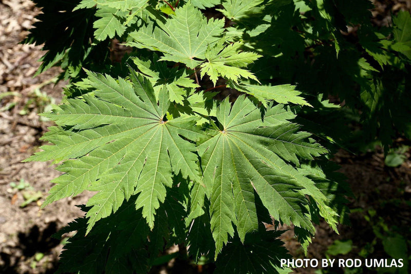 - FOR PICKUP ONLY | Acer japonicum 'Otaki' Full Moon Japanese Maple | DOES NOT SHIP - Mr Maple │ Buy Japanese Maple Trees