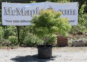 - FOR PICKUP ONLY | Acer japonicum X 'Gossamer' Dwarf Full Moon Japanese Maple | DOES NOT SHIP - Mr Maple │ Buy Japanese Maple Trees