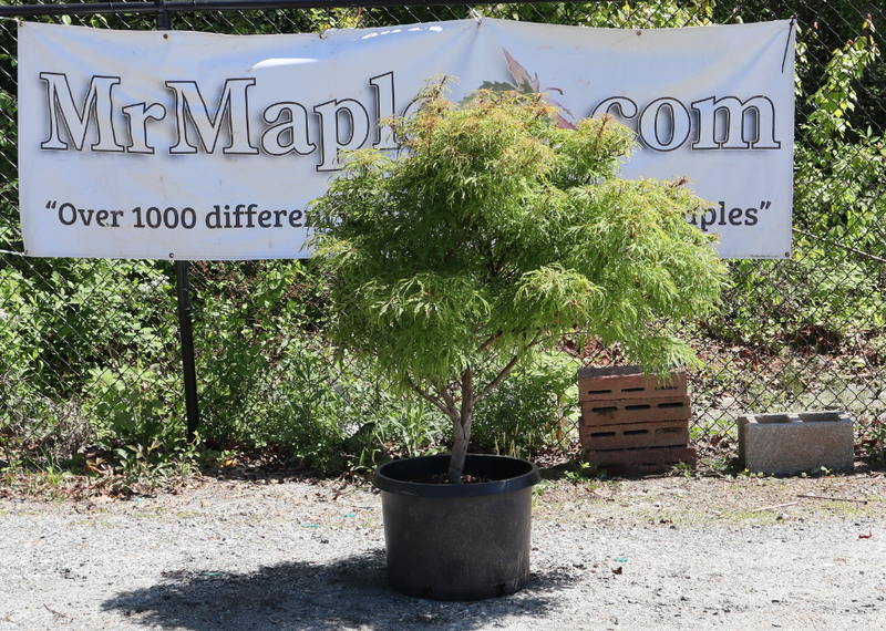 - FOR PICKUP ONLY | Acer japonicum X 'Gossamer' Dwarf Full Moon Japanese Maple | DOES NOT SHIP - Mr Maple │ Buy Japanese Maple Trees