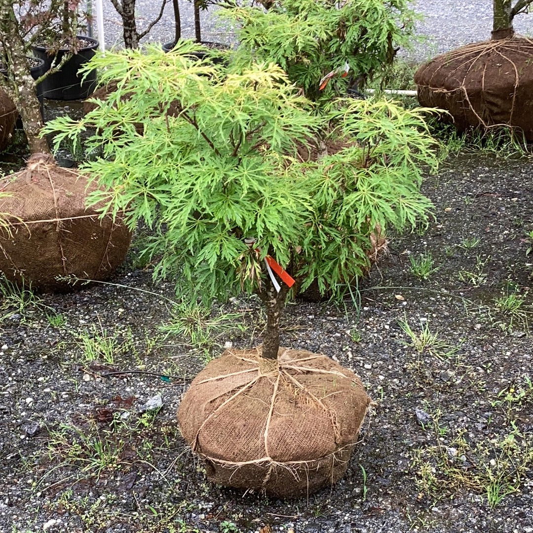 Buy Acer japonicum X 'Gossamer' Dwarf Full Moon Japanese Maple