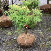 - FOR PICKUP ONLY | Acer japonicum X 'Gossamer' Dwarf Full Moon Japanese Maple | DOES NOT SHIP - Mr Maple │ Buy Japanese Maple Trees