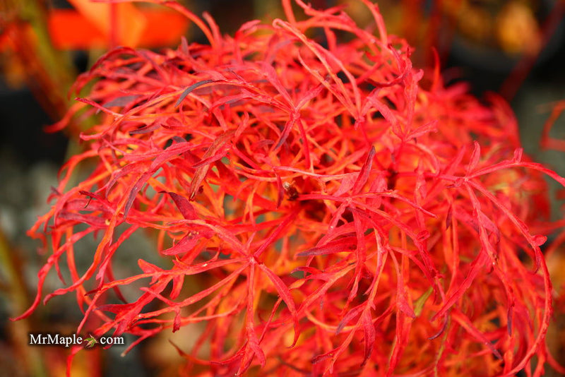 - FOR PICKUP ONLY | Acer japonicum X 'Gossamer' Dwarf Full Moon Japanese Maple | DOES NOT SHIP - Mr Maple │ Buy Japanese Maple Trees