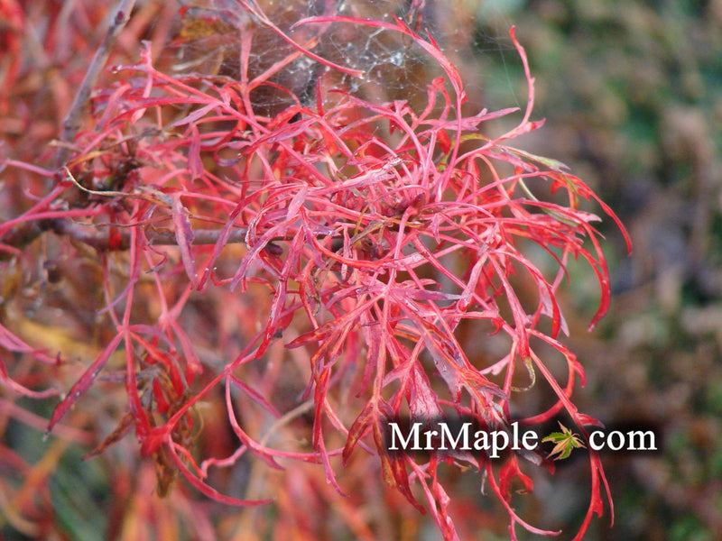 - FOR PICKUP ONLY | Acer japonicum X 'Gossamer' Dwarf Full Moon Japanese Maple | DOES NOT SHIP - Mr Maple │ Buy Japanese Maple Trees