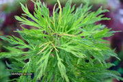 - FOR PICKUP ONLY | Acer japonicum X 'Gossamer' Dwarf Full Moon Japanese Maple | DOES NOT SHIP - Mr Maple │ Buy Japanese Maple Trees