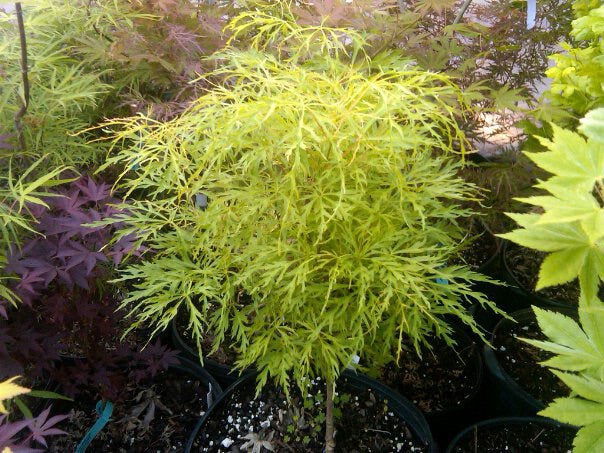 Buy Acer japonicum X 'Gossamer' Dwarf Full Moon Japanese