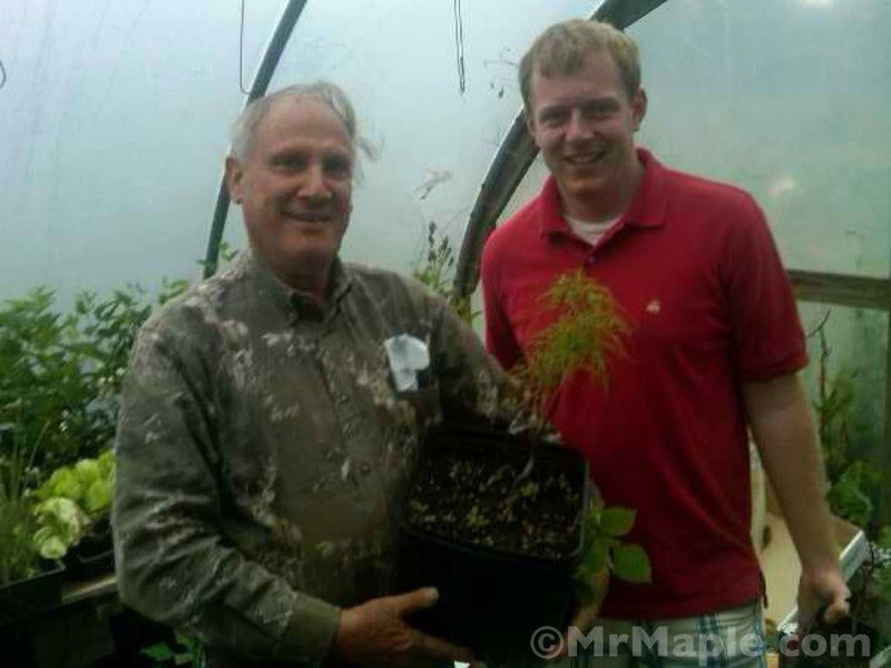 - FOR PICKUP ONLY | Acer japonicum X 'Gossamer' Dwarf Full Moon Japanese Maple | DOES NOT SHIP - Mr Maple │ Buy Japanese Maple Trees