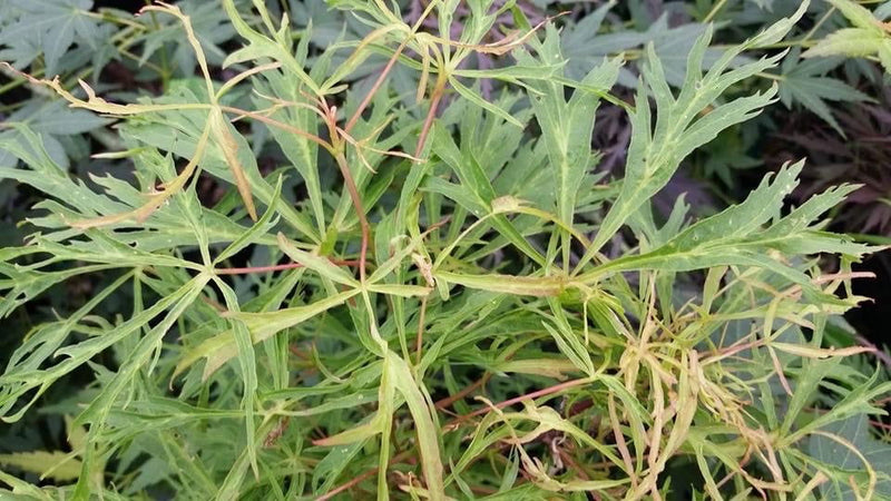 - FOR PICKUP ONLY | Acer japonicum X 'Gossamer' Dwarf Full Moon Japanese Maple | DOES NOT SHIP - Mr Maple │ Buy Japanese Maple Trees