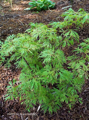 - FOR PICKUP ONLY | Acer japonicum X 'Gossamer' Dwarf Full Moon Japanese Maple | DOES NOT SHIP - Mr Maple │ Buy Japanese Maple Trees