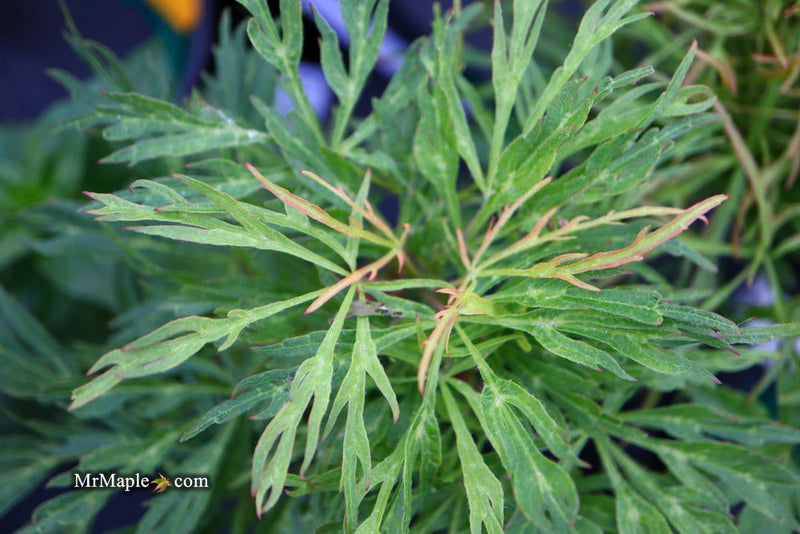 - FOR PICKUP ONLY | Acer japonicum X 'Gossamer' Dwarf Full Moon Japanese Maple | DOES NOT SHIP - Mr Maple │ Buy Japanese Maple Trees