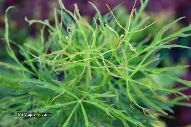 - FOR PICKUP ONLY | Acer japonicum X 'Gossamer' Dwarf Full Moon Japanese Maple | DOES NOT SHIP - Mr Maple │ Buy Japanese Maple Trees