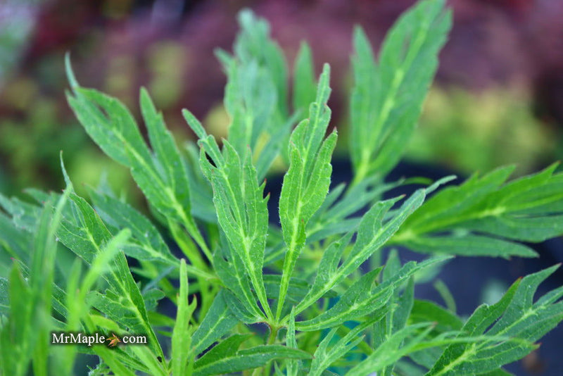 - FOR PICKUP ONLY | Acer japonicum X 'Gossamer' Dwarf Full Moon Japanese Maple | DOES NOT SHIP - Mr Maple │ Buy Japanese Maple Trees