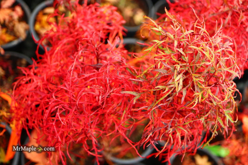 - FOR PICKUP ONLY | Acer japonicum X 'Gossamer' Dwarf Full Moon Japanese Maple | DOES NOT SHIP - Mr Maple │ Buy Japanese Maple Trees