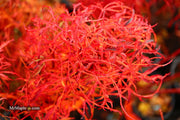 - FOR PICKUP ONLY | Acer japonicum X 'Gossamer' Dwarf Full Moon Japanese Maple | DOES NOT SHIP - Mr Maple │ Buy Japanese Maple Trees