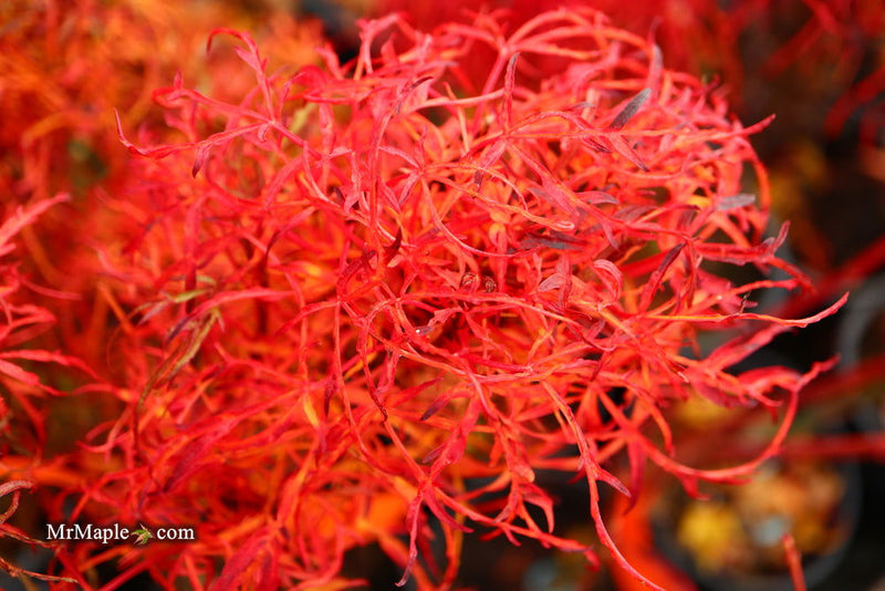 - FOR PICKUP ONLY | Acer japonicum X 'Gossamer' Dwarf Full Moon Japanese Maple | DOES NOT SHIP - Mr Maple │ Buy Japanese Maple Trees