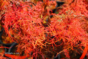 - FOR PICKUP ONLY | Acer japonicum X 'Gossamer' Dwarf Full Moon Japanese Maple | DOES NOT SHIP - Mr Maple │ Buy Japanese Maple Trees