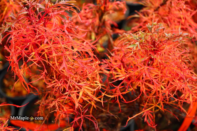 - FOR PICKUP ONLY | Acer japonicum X 'Gossamer' Dwarf Full Moon Japanese Maple | DOES NOT SHIP - Mr Maple │ Buy Japanese Maple Trees