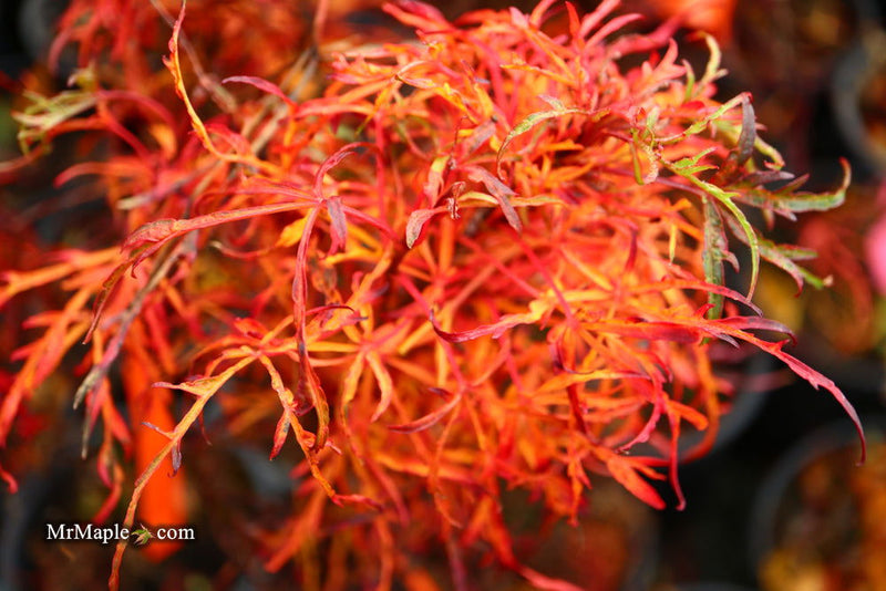 - FOR PICKUP ONLY | Acer japonicum X 'Gossamer' Dwarf Full Moon Japanese Maple | DOES NOT SHIP - Mr Maple │ Buy Japanese Maple Trees