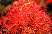 - FOR PICKUP ONLY | Acer japonicum X 'Gossamer' Dwarf Full Moon Japanese Maple | DOES NOT SHIP - Mr Maple │ Buy Japanese Maple Trees