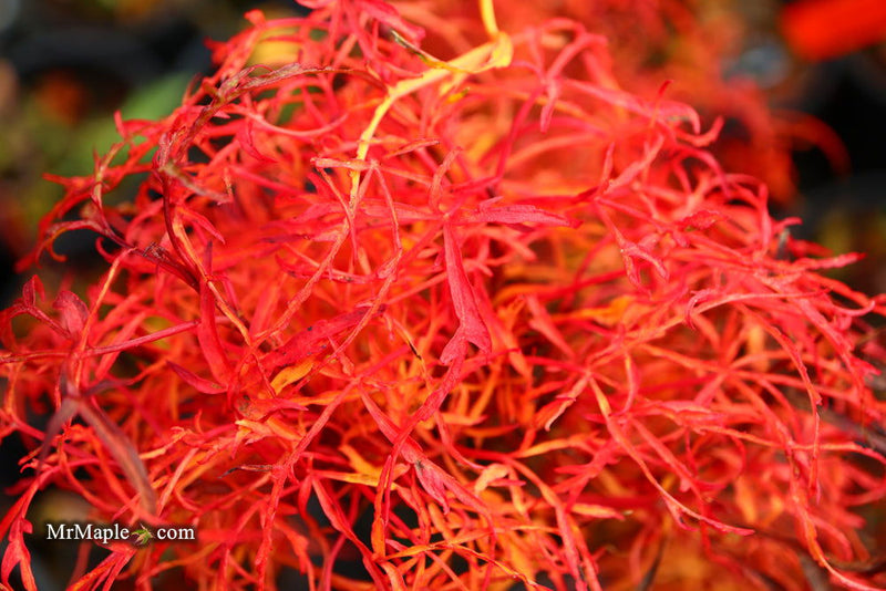 - FOR PICKUP ONLY | Acer japonicum X 'Gossamer' Dwarf Full Moon Japanese Maple | DOES NOT SHIP - Mr Maple │ Buy Japanese Maple Trees