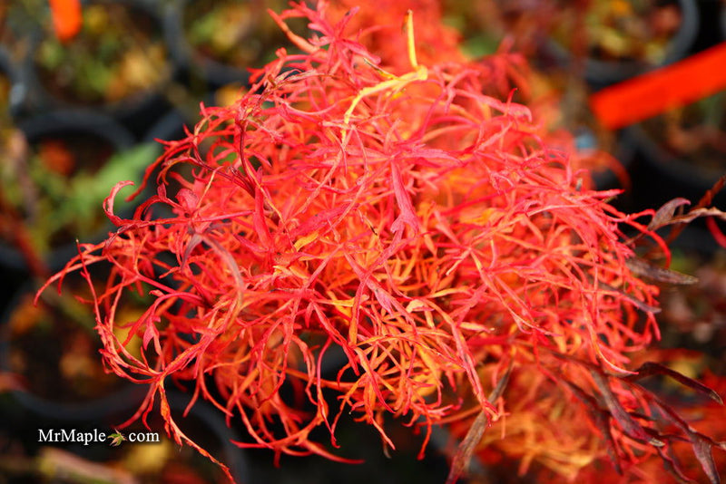 - FOR PICKUP ONLY | Acer japonicum X 'Gossamer' Dwarf Full Moon Japanese Maple | DOES NOT SHIP - Mr Maple │ Buy Japanese Maple Trees