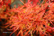 - FOR PICKUP ONLY | Acer japonicum X 'Gossamer' Dwarf Full Moon Japanese Maple | DOES NOT SHIP - Mr Maple │ Buy Japanese Maple Trees