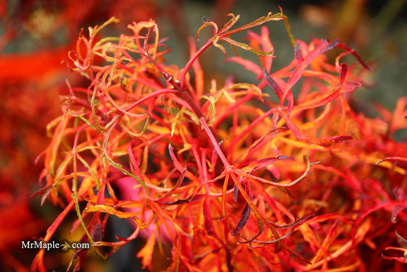 - FOR PICKUP ONLY | Acer japonicum X 'Gossamer' Dwarf Full Moon Japanese Maple | DOES NOT SHIP - Mr Maple │ Buy Japanese Maple Trees
