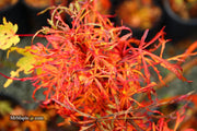 - FOR PICKUP ONLY | Acer japonicum X 'Gossamer' Dwarf Full Moon Japanese Maple | DOES NOT SHIP - Mr Maple │ Buy Japanese Maple Trees