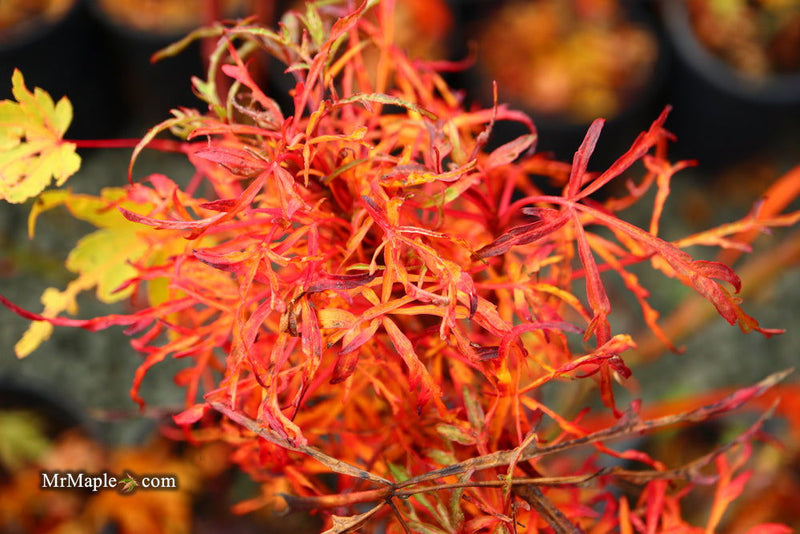 - FOR PICKUP ONLY | Acer japonicum X 'Gossamer' Dwarf Full Moon Japanese Maple | DOES NOT SHIP - Mr Maple │ Buy Japanese Maple Trees