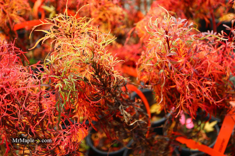 - FOR PICKUP ONLY | Acer japonicum X 'Gossamer' Dwarf Full Moon Japanese Maple | DOES NOT SHIP - Mr Maple │ Buy Japanese Maple Trees
