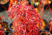 - FOR PICKUP ONLY | Acer japonicum X 'Gossamer' Dwarf Full Moon Japanese Maple | DOES NOT SHIP - Mr Maple │ Buy Japanese Maple Trees