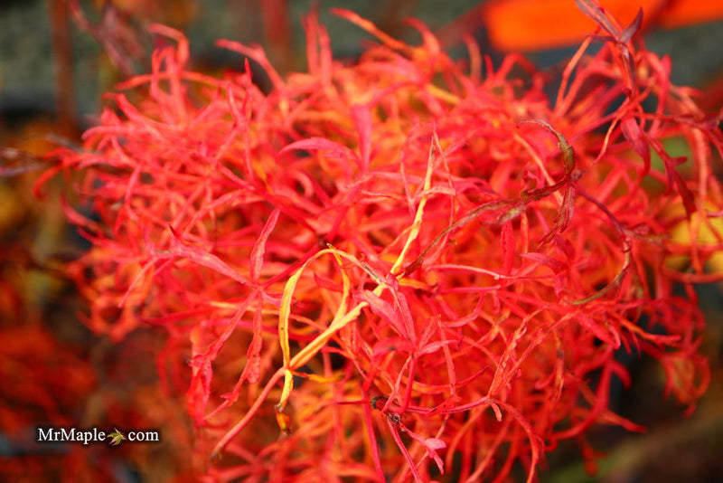 - FOR PICKUP ONLY | Acer japonicum X 'Gossamer' Dwarf Full Moon Japanese Maple | DOES NOT SHIP - Mr Maple │ Buy Japanese Maple Trees