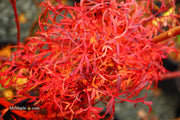 - FOR PICKUP ONLY | Acer japonicum X 'Gossamer' Dwarf Full Moon Japanese Maple | DOES NOT SHIP - Mr Maple │ Buy Japanese Maple Trees