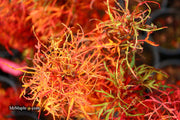 - FOR PICKUP ONLY | Acer japonicum X 'Gossamer' Dwarf Full Moon Japanese Maple | DOES NOT SHIP - Mr Maple │ Buy Japanese Maple Trees