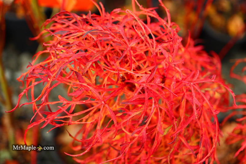 - FOR PICKUP ONLY | Acer japonicum X 'Gossamer' Dwarf Full Moon Japanese Maple | DOES NOT SHIP - Mr Maple │ Buy Japanese Maple Trees