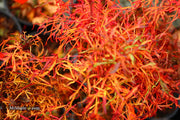 - FOR PICKUP ONLY | Acer japonicum X 'Gossamer' Dwarf Full Moon Japanese Maple | DOES NOT SHIP - Mr Maple │ Buy Japanese Maple Trees