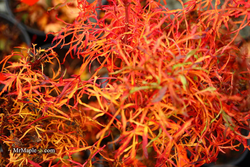 - FOR PICKUP ONLY | Acer japonicum X 'Gossamer' Dwarf Full Moon Japanese Maple | DOES NOT SHIP - Mr Maple │ Buy Japanese Maple Trees