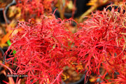 - FOR PICKUP ONLY | Acer japonicum X 'Gossamer' Dwarf Full Moon Japanese Maple | DOES NOT SHIP - Mr Maple │ Buy Japanese Maple Trees