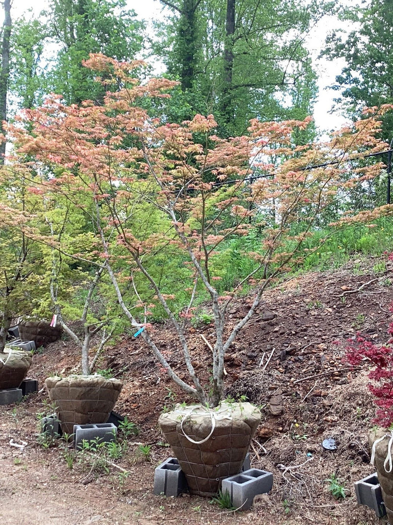 - FOR PICKUP ONLY | Acer palmatum 'Aka shigitatsu sawa' Japanese Maple | DOES NOT SHIP - Mr Maple │ Buy Japanese Maple Trees