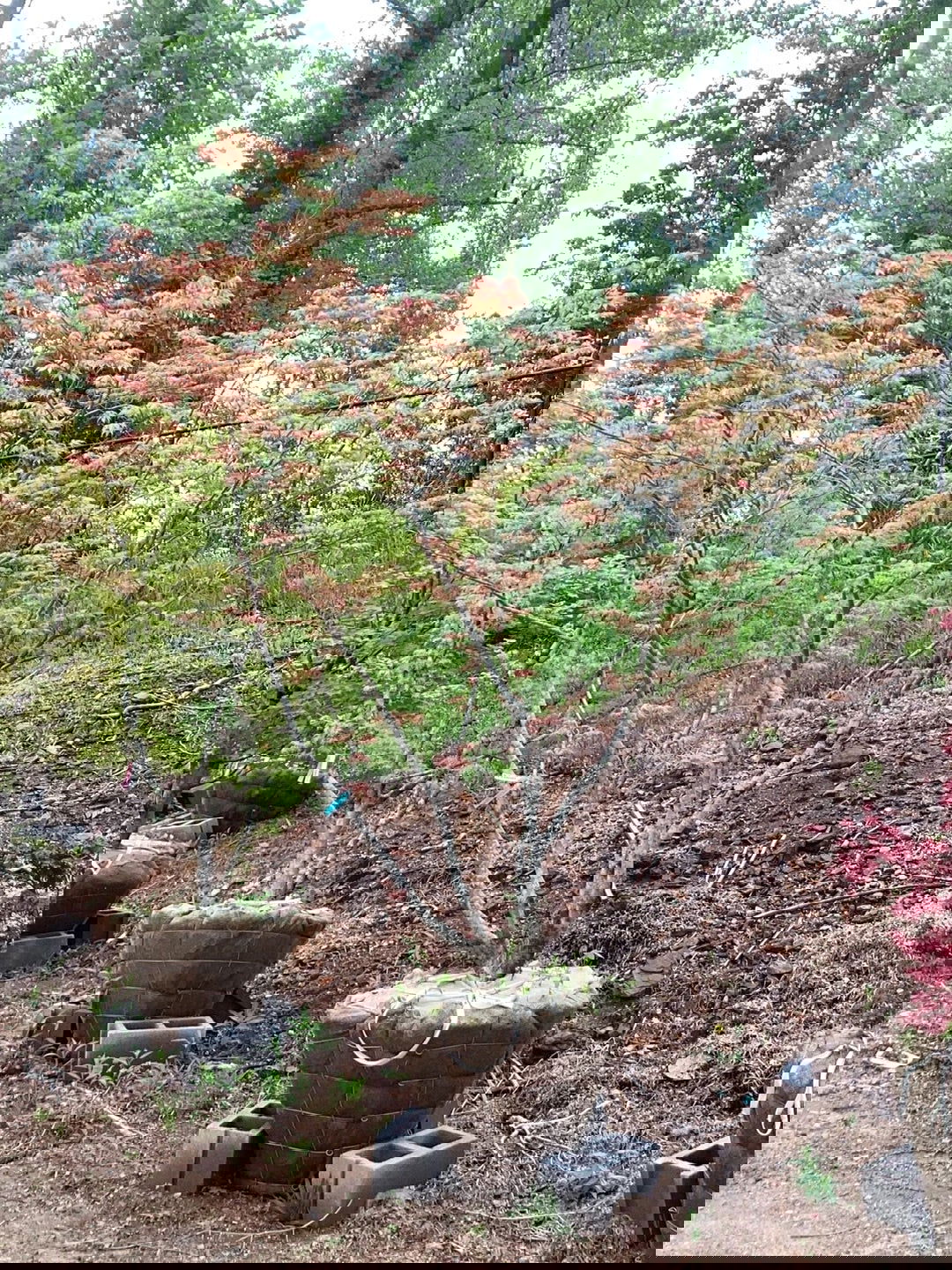 FOR_PICKUP_ONLY_Acer_palmatum_