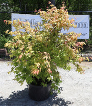 - FOR PICKUP ONLY | Acer palmatum 'Aka shigitatsu sawa' Japanese Maple | DOES NOT SHIP - Mr Maple │ Buy Japanese Maple Trees